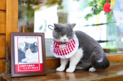北京必胜客联合观复博物馆观复猫 倡导“以领养